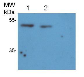 Western blot using anti-cFBPase antibodies on A.thaliana roots